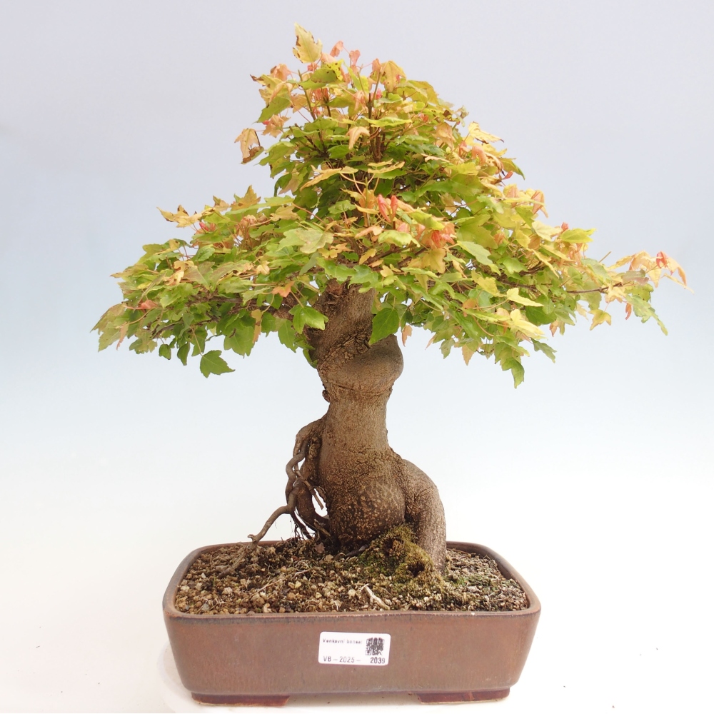 Bonsai de exterior - Acer Buergerianum - Arce hamburgués