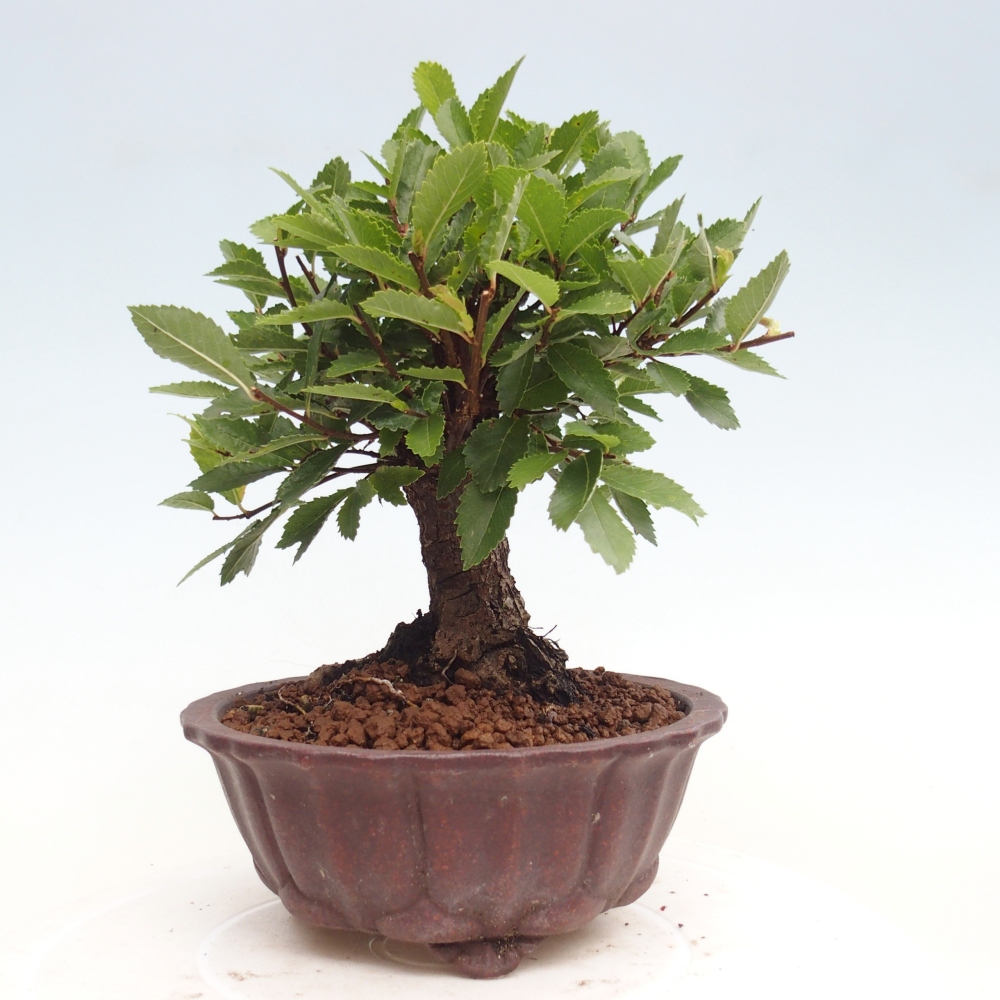 Bonsai de exterior - Zelkova - Zelkova NIRE
