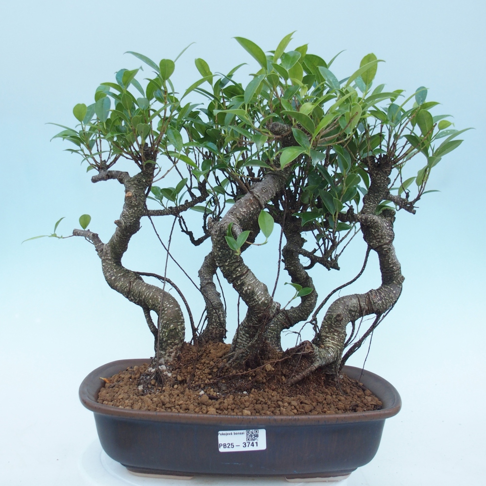 Bonsái de habitación - Ficus kimmen - ficus de hoja pequeña