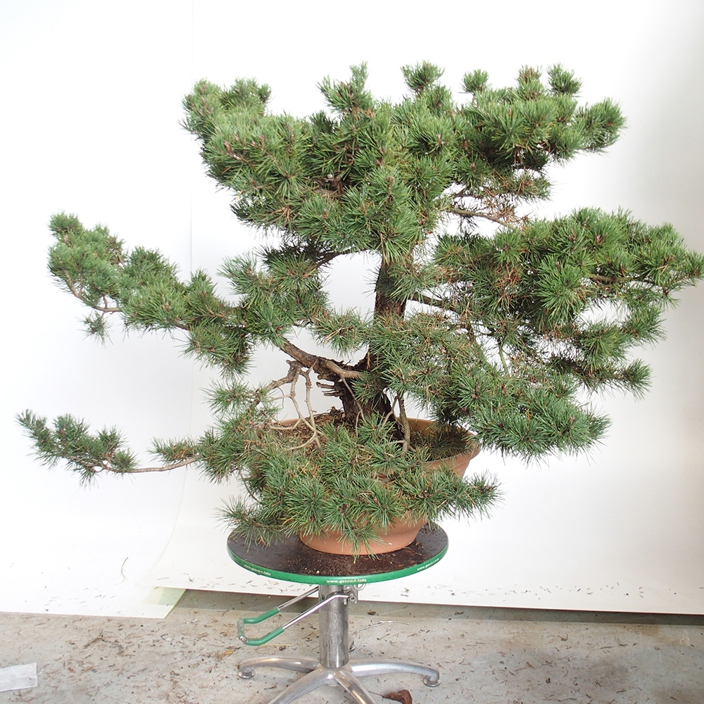 Yamadori - Pinus sylvestris España