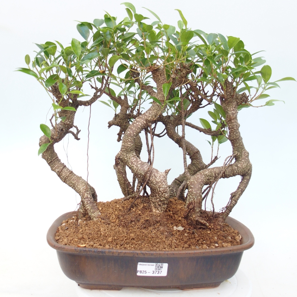 Bonsái de habitación - Ficus kimmen - ficus de hoja pequeña