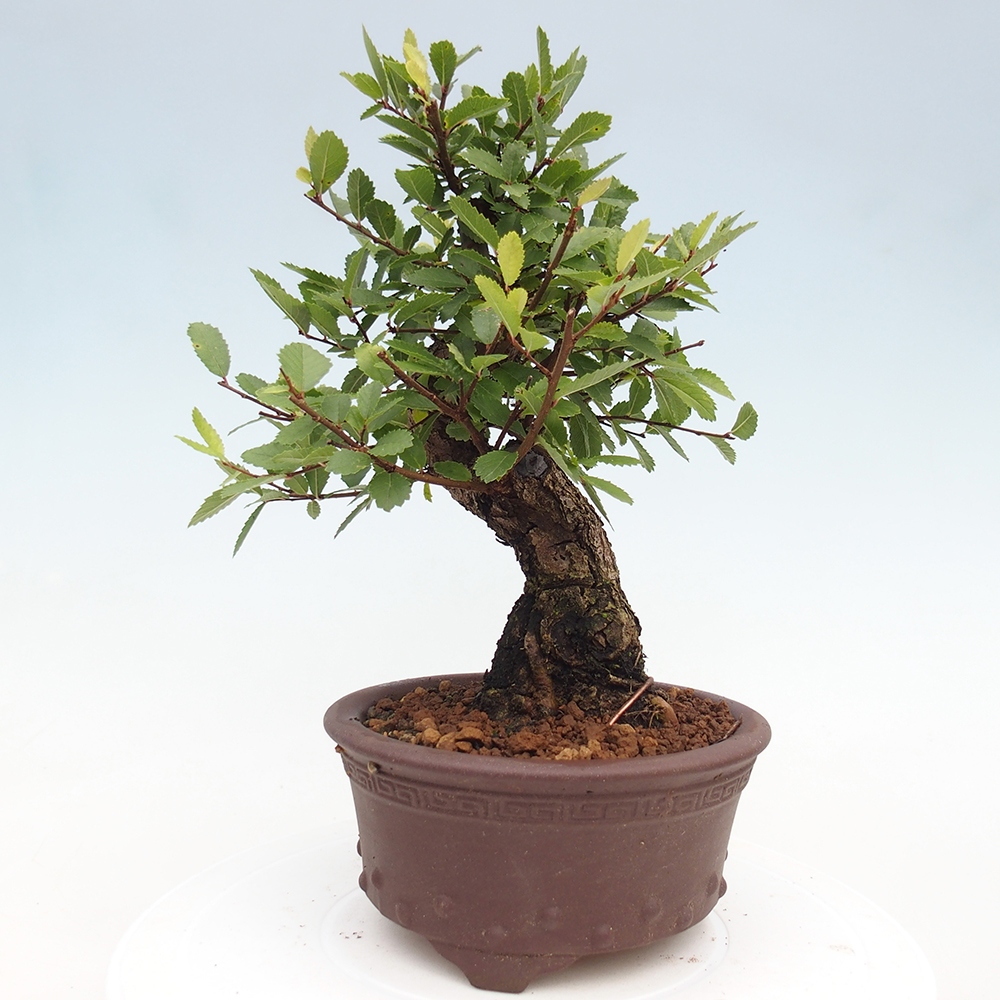 Bonsai de exterior - Zelkova - Zelkova NIRE