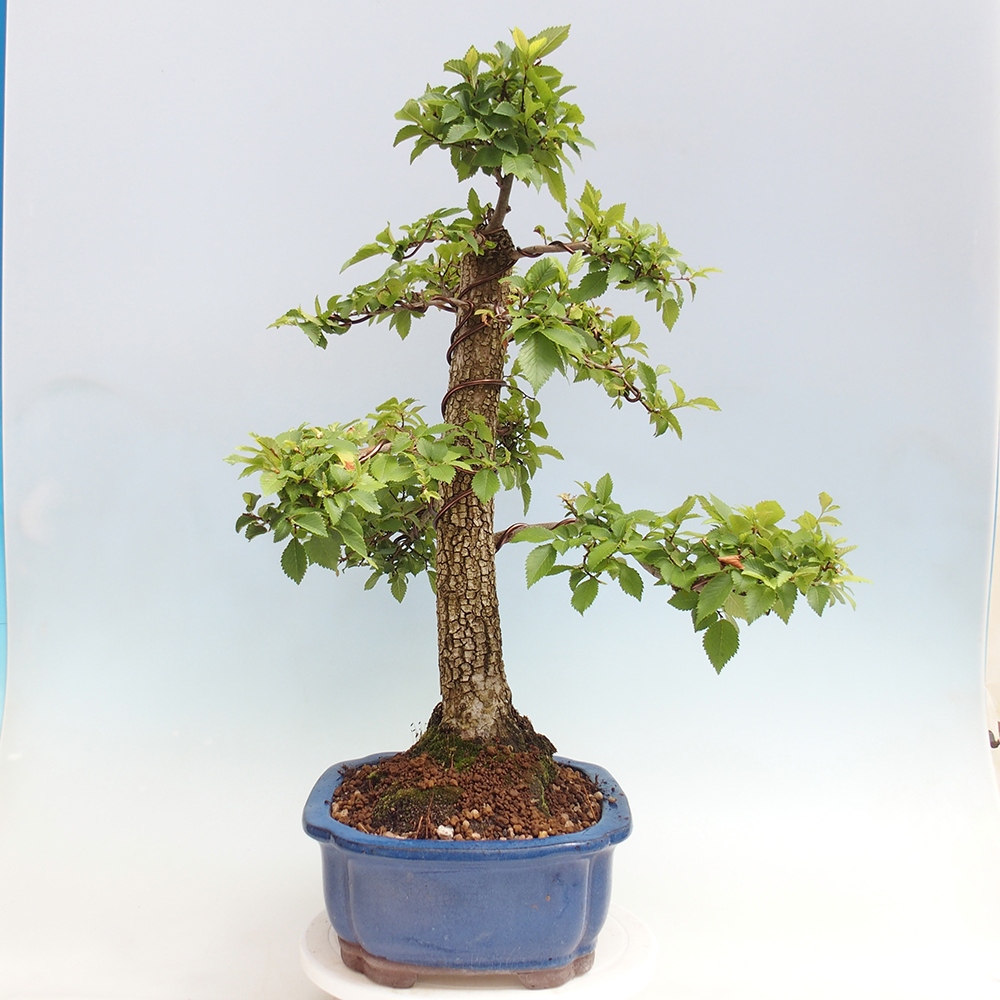 Bonsai de exterior - Zelkova - Zelkova NIRE