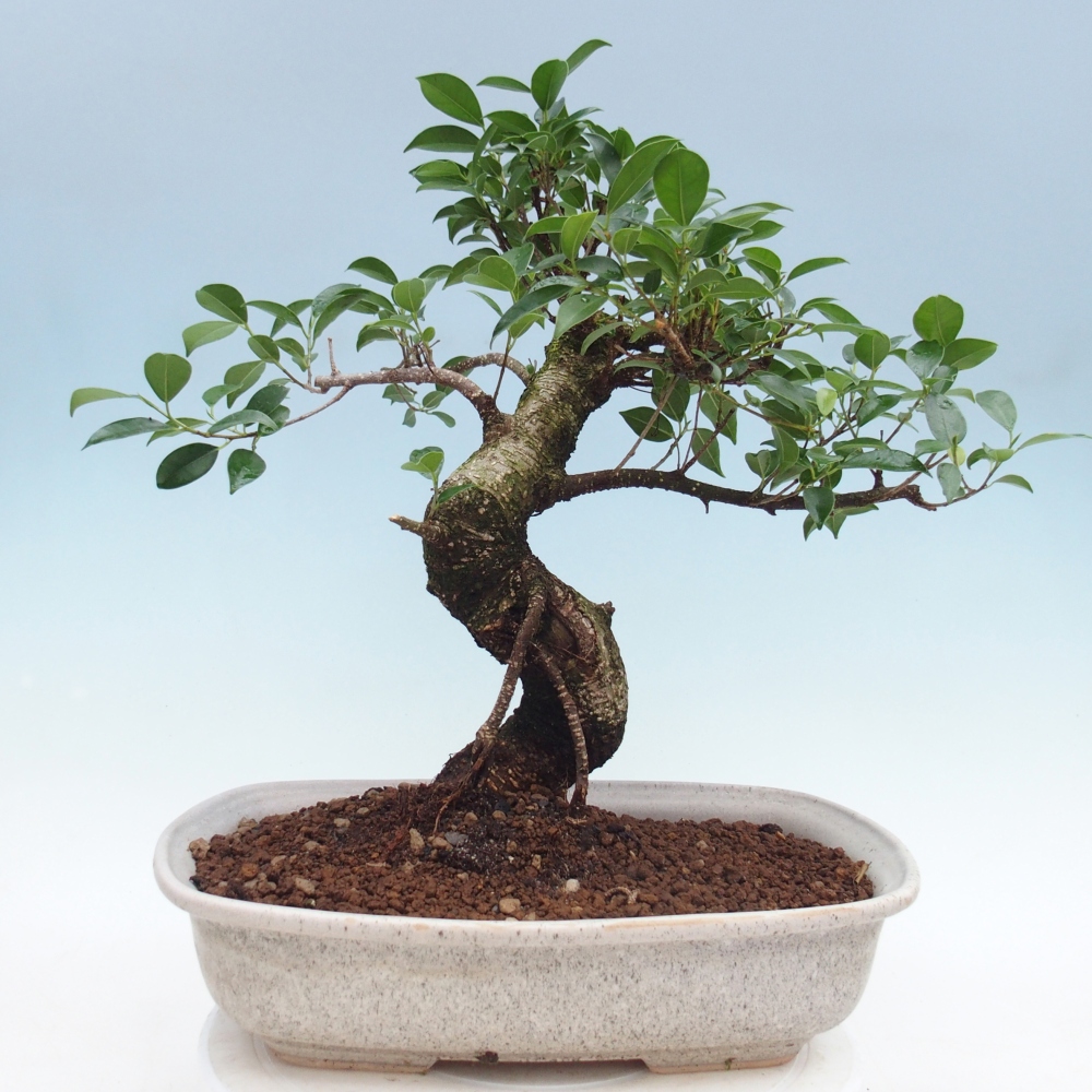 Bonsái de habitación - Ficus retusa - ficus de hoja pequeña