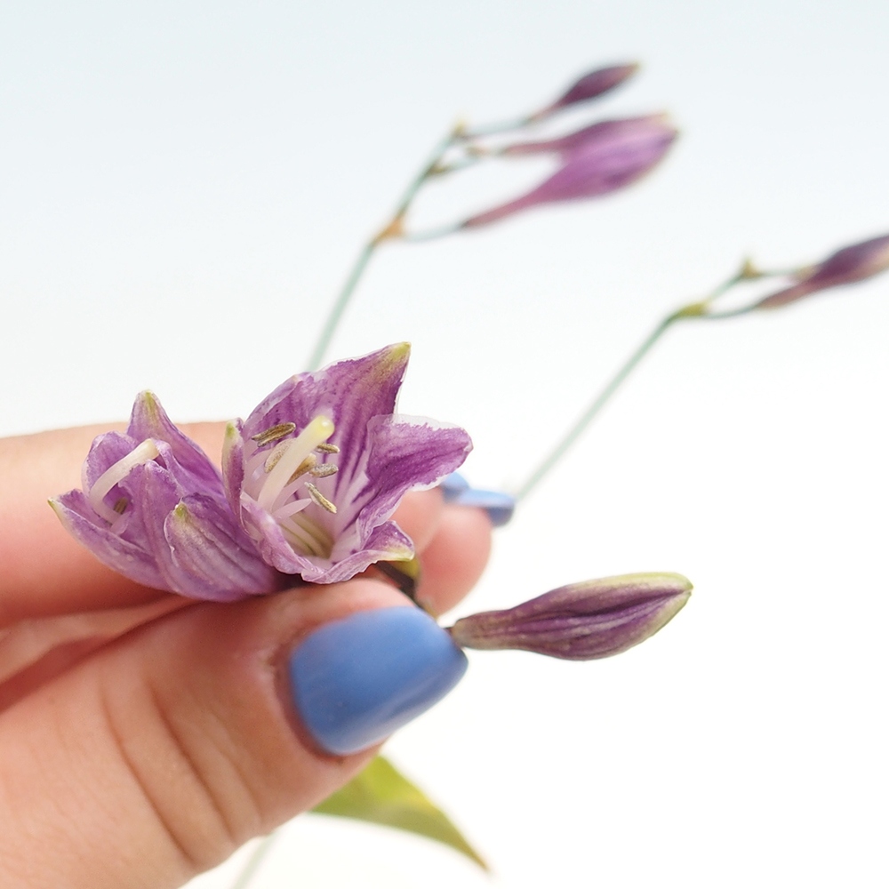 Bonsái de exterior - Mini Hosta - Bohyška