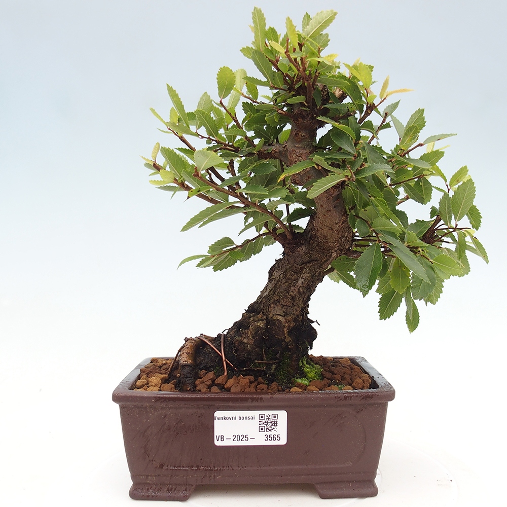 Bonsai de exterior - Zelkova - Zelkova NIRE