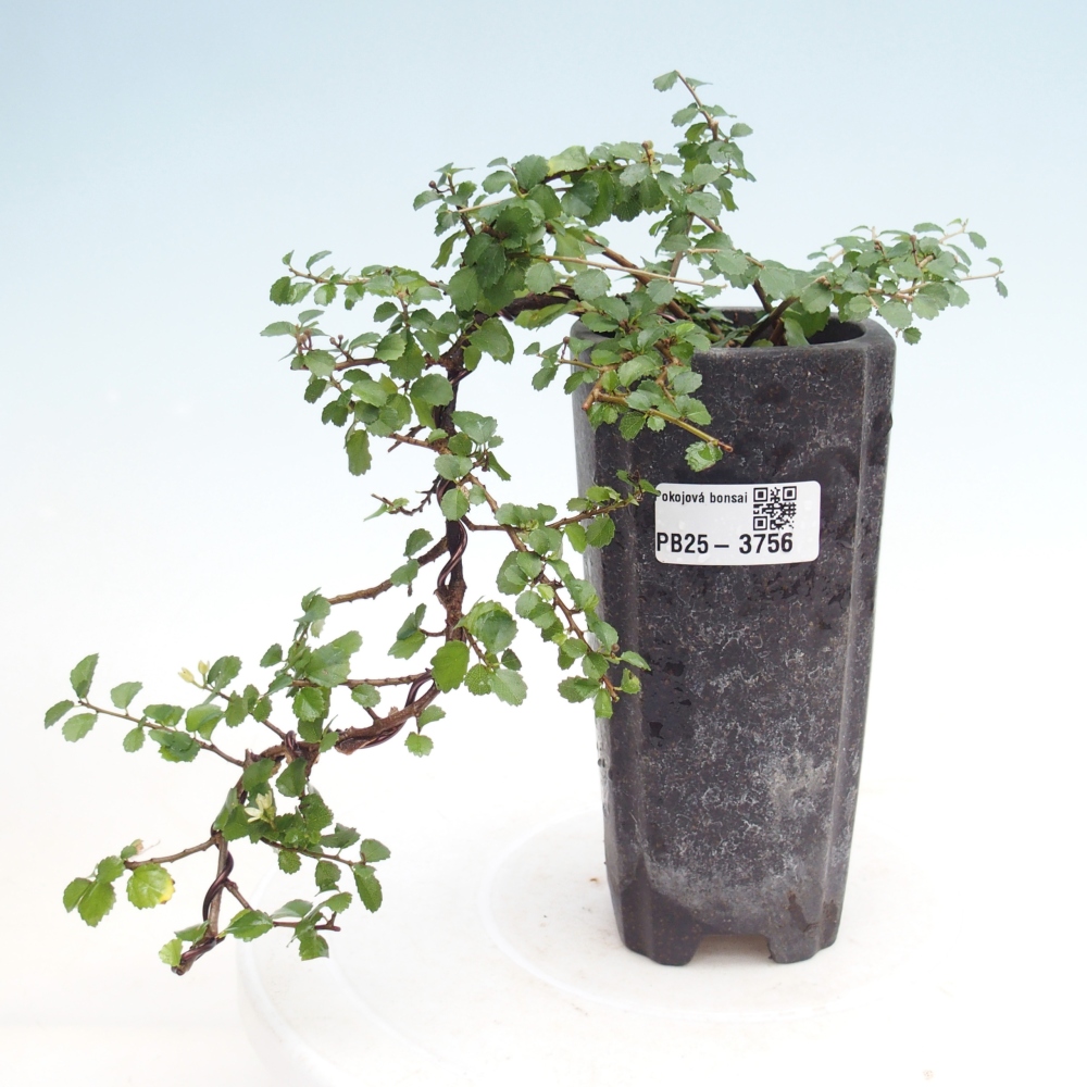 Bonsái de habitación - Grewia sp. - Grewia malafolia