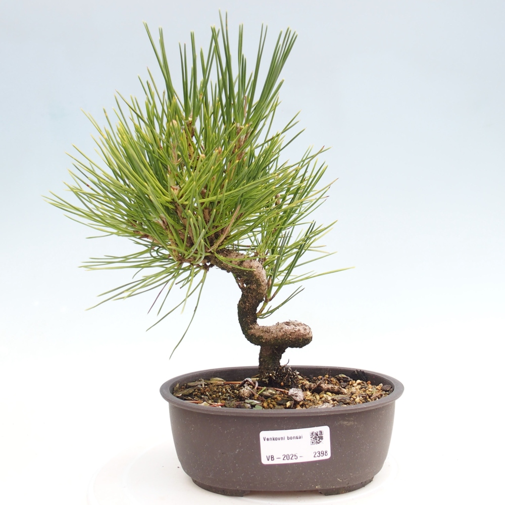 Bonsái de exterior - Pinus thunbergii - Pino Thunberg