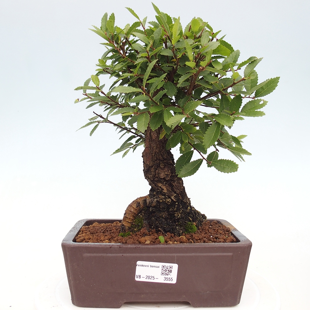 Bonsai de exterior - Zelkova - Zelkova NIRE
