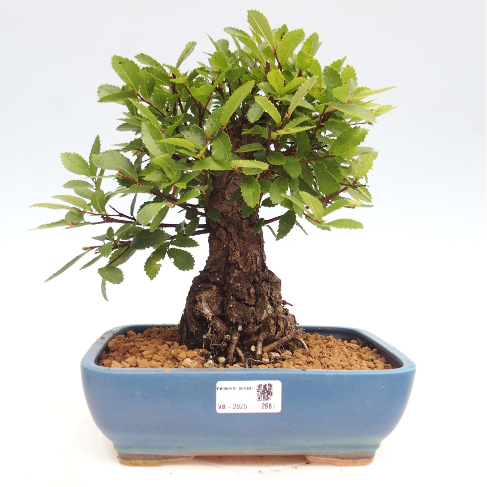Bonsai de exterior - Zelkova - Zelkova NIRE