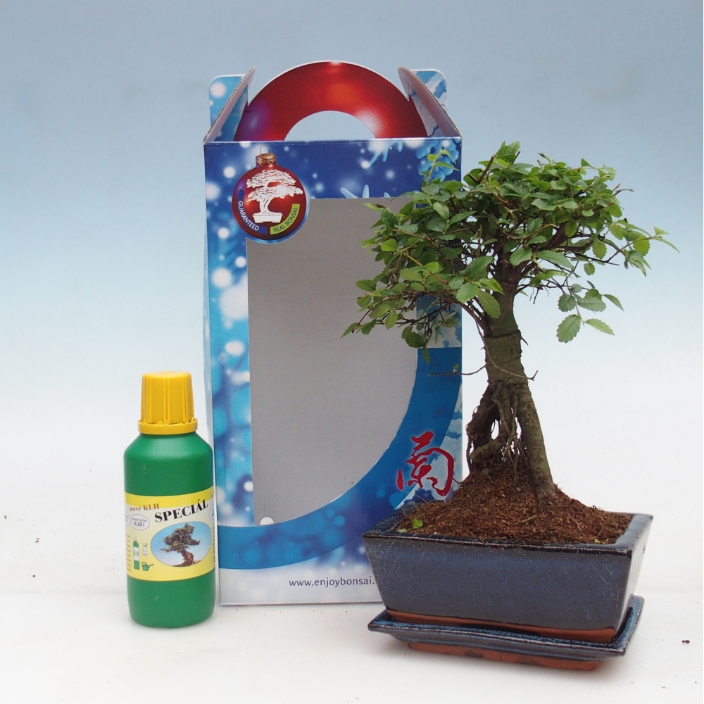 Ulmus parvifolia - Olmo chino