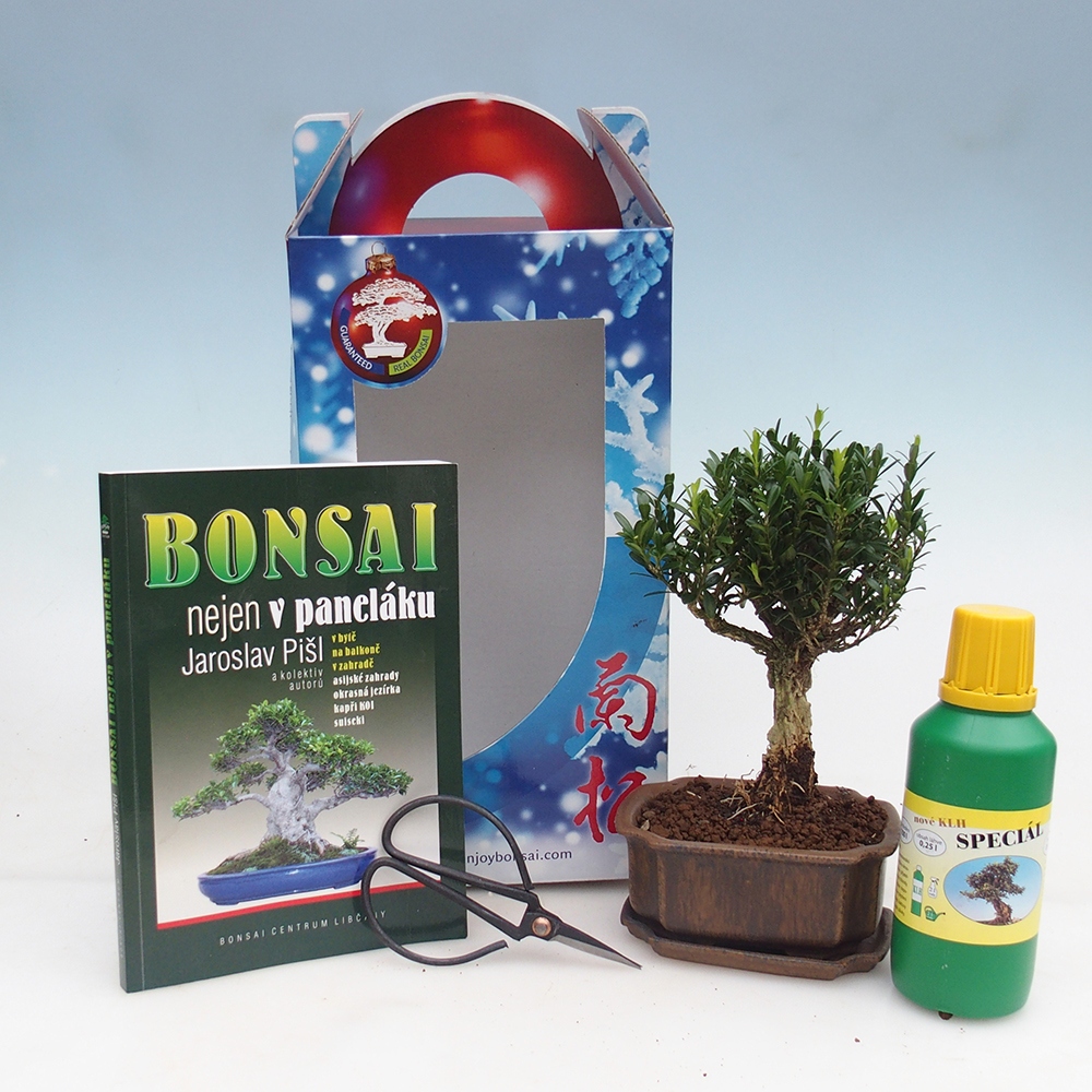 Bonsái de habitación en caja de regalo Buxus harlandii - buxus de corcho