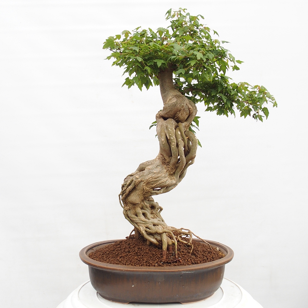 Bonsai de exterior - Acer Buergerianum - Arce hamburgués