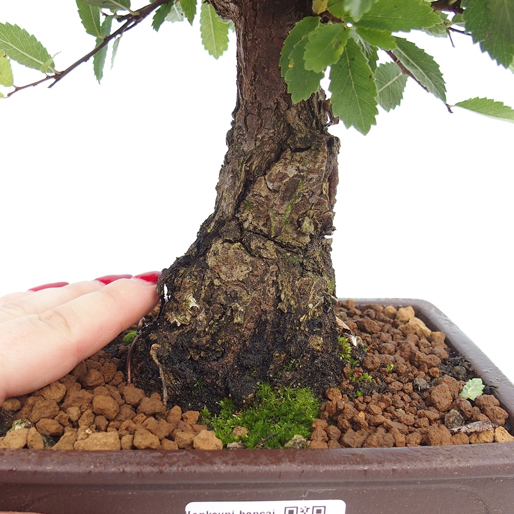 Bonsai de exterior - Zelkova - Zelkova NIRE