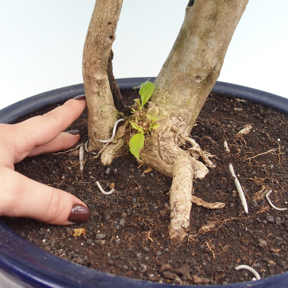Bonsái de habitación - Duranta erecta Aurea