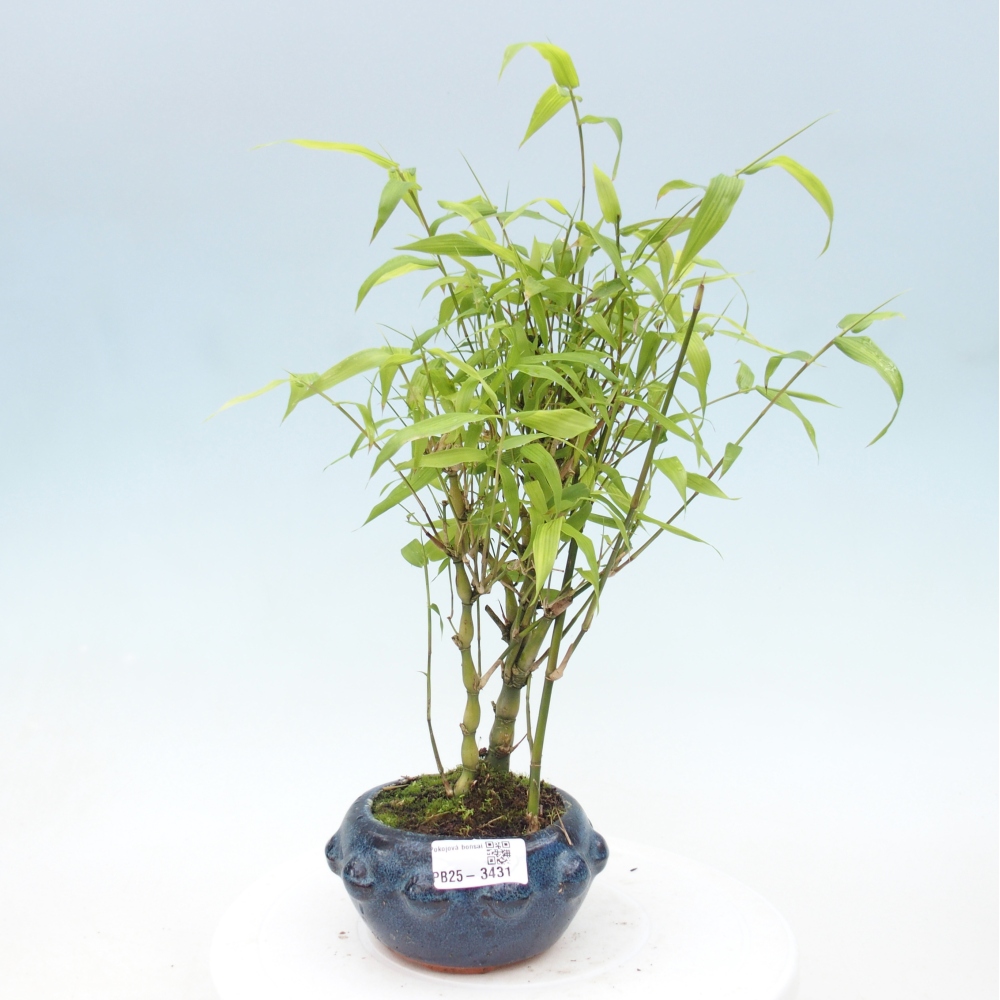 Bonsái de habitación - Bambú buda-Bambú buda barriga