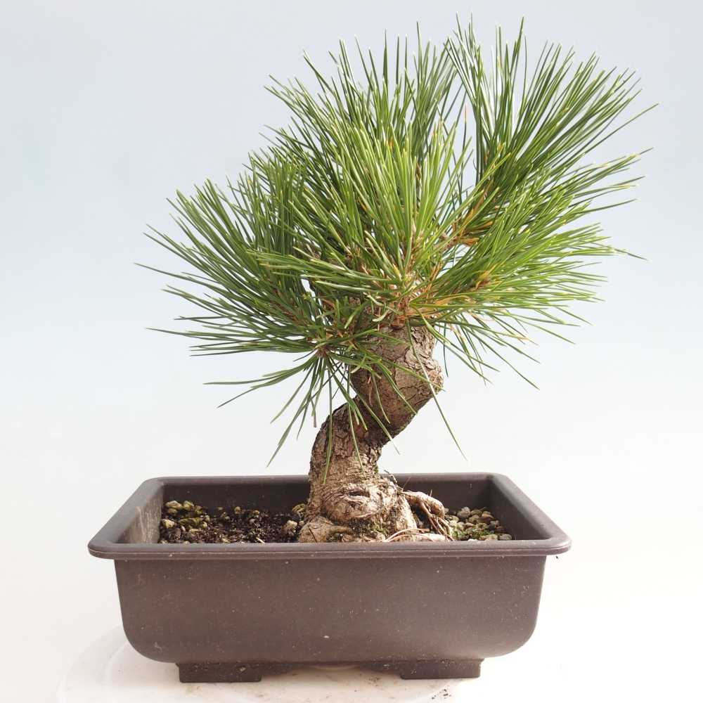 Bonsái de exterior - Pinus thunbergii - Pino Thunberg