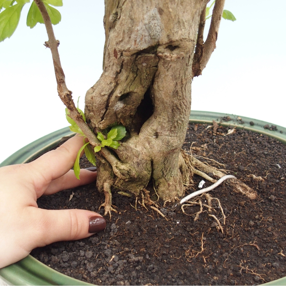 Bonsái de habitación - Duranta erecta Aurea - SOLO RECOGIDA PERSONAL o transporte en palet