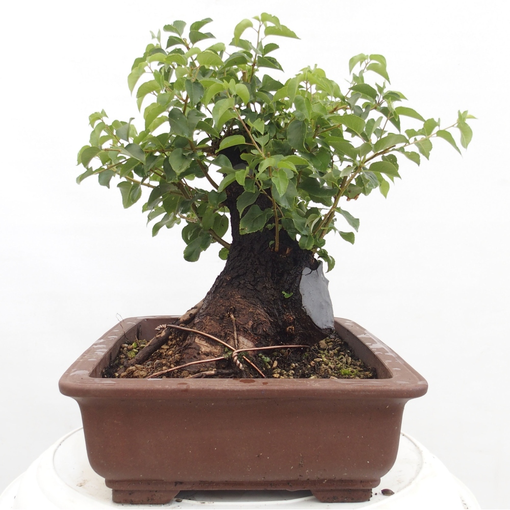 Bonsai de exterior - Mahalebka - Prunus mahaleb