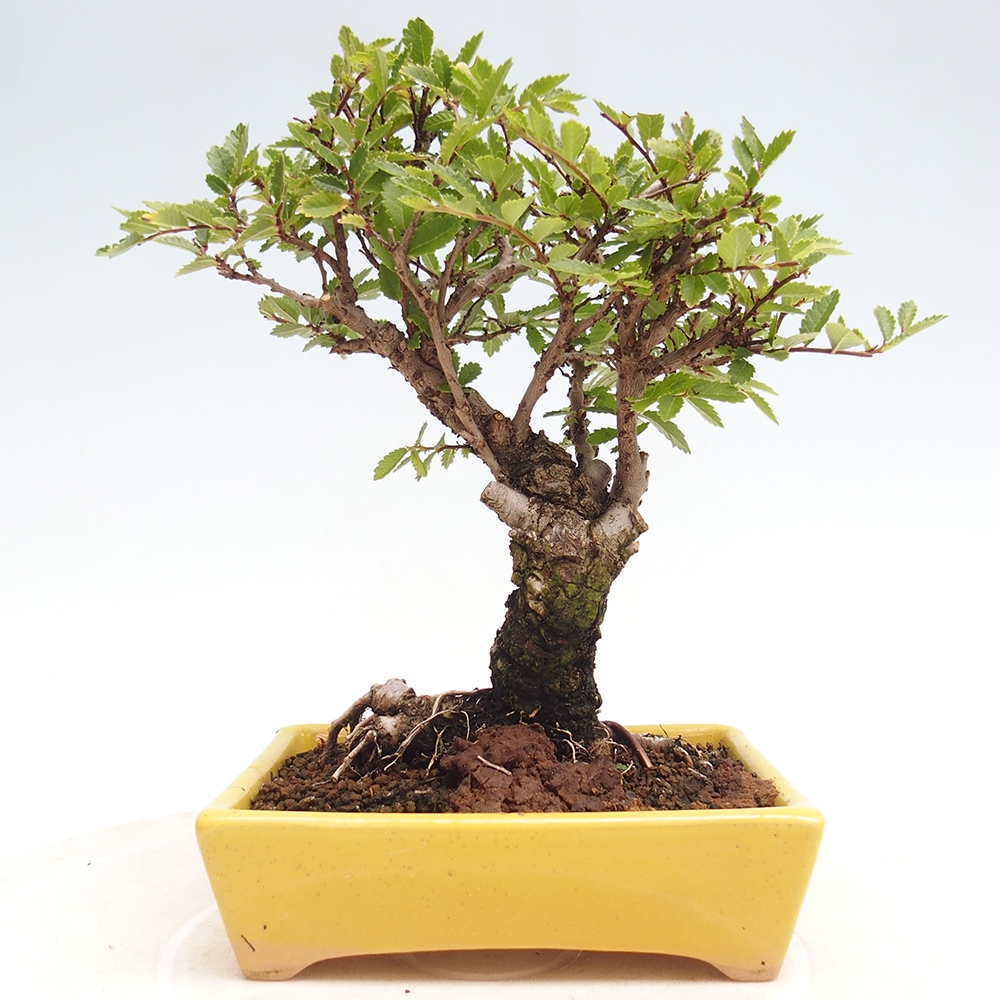Bonsai de exterior - Zelkova - Zelkova NIRE