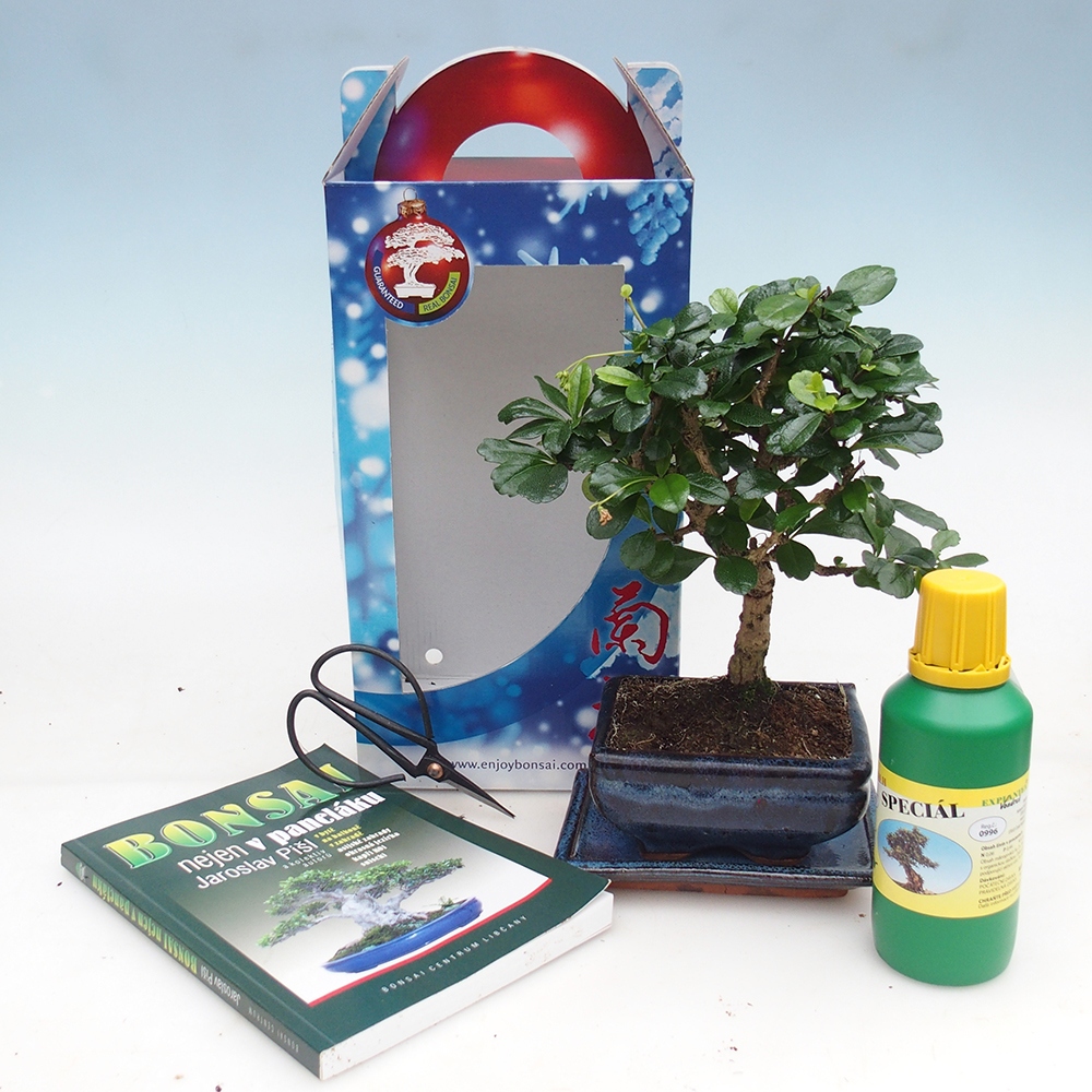 Bonsái de habitación en caja de regalo Carmona microphylla - Tea fuki