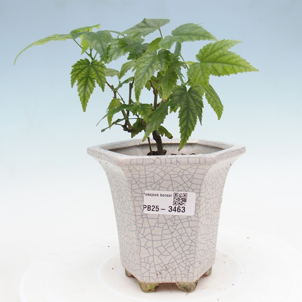 Bonsái de habitación - Abutilon Trompeta Roja - Tilo de habitación