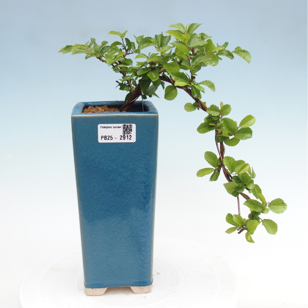 Bonsái de interior - Grewia occidentalis - Estrella de mar lavanda