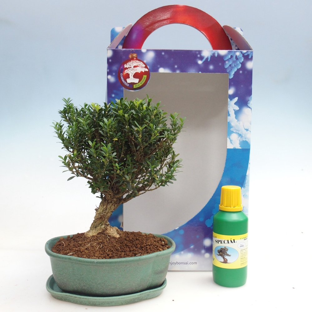Bonsái de habitación en caja de regalo Buxus harlandii - buxus de corcho