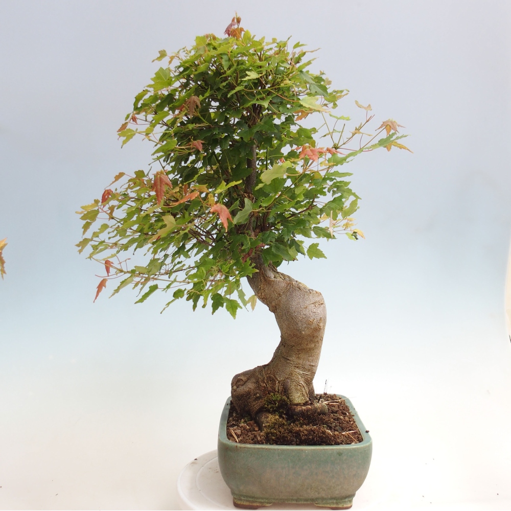 Bonsai de exterior - Acer Buergerianum - Arce hamburgués