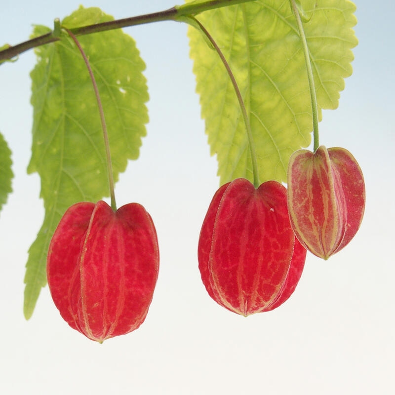 Abutilon Big Bell - Chorlito nuboso en contenedor