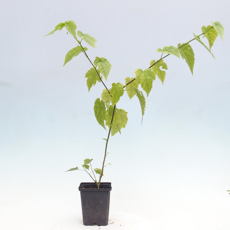 Abutilon Big Bell - Chorlito nuboso en contenedor