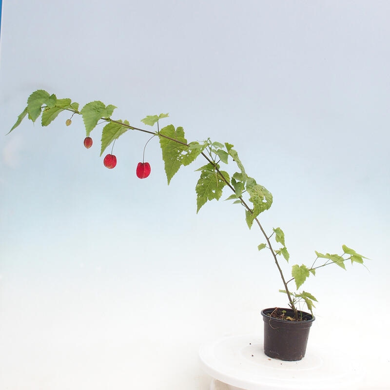 Abutilon Big Bell - Chorlito nuboso en contenedor