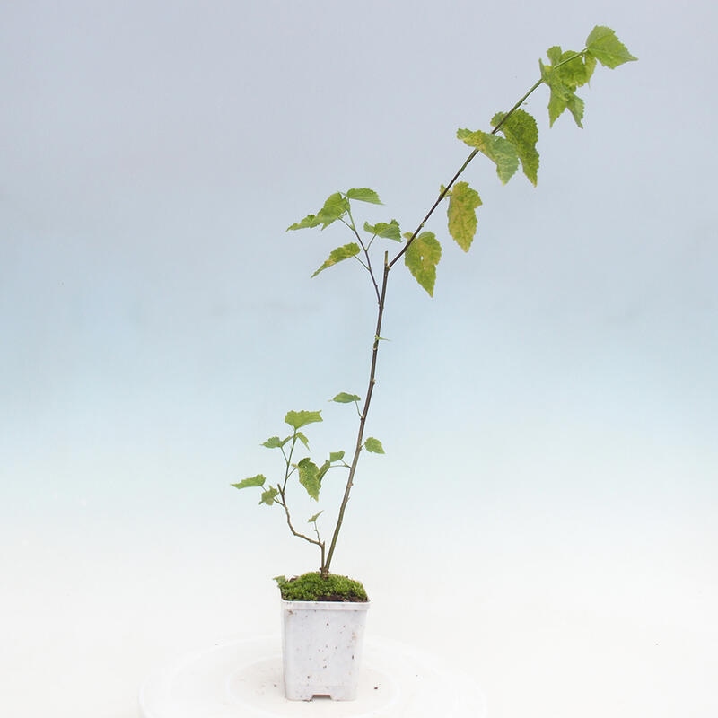 Abutilon Big Bell - Chorlito nuboso en contenedor