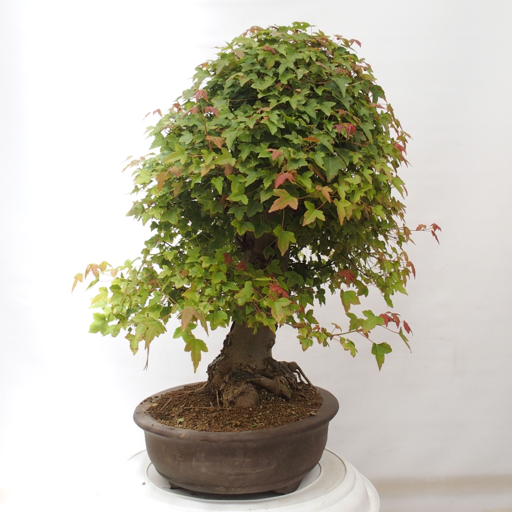 Bonsai de exterior - Acer Buergerianum - Arce hamburgués
