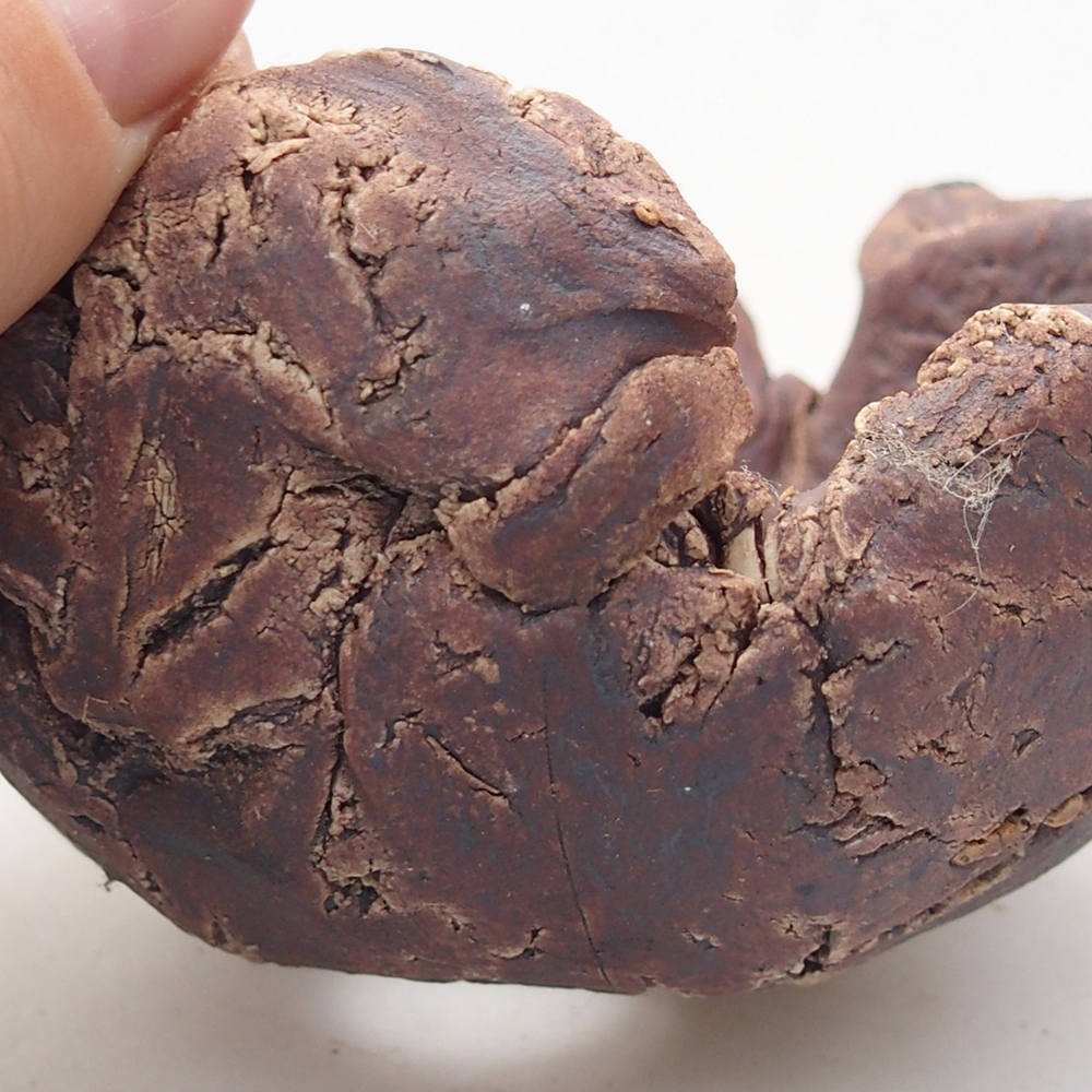 Concha de cerámica 10 x 9 x 5,5 cm , color marrón