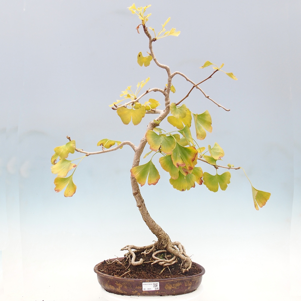 Bonsai de exterior - Ginkgo biloba - Ginkgo biloba