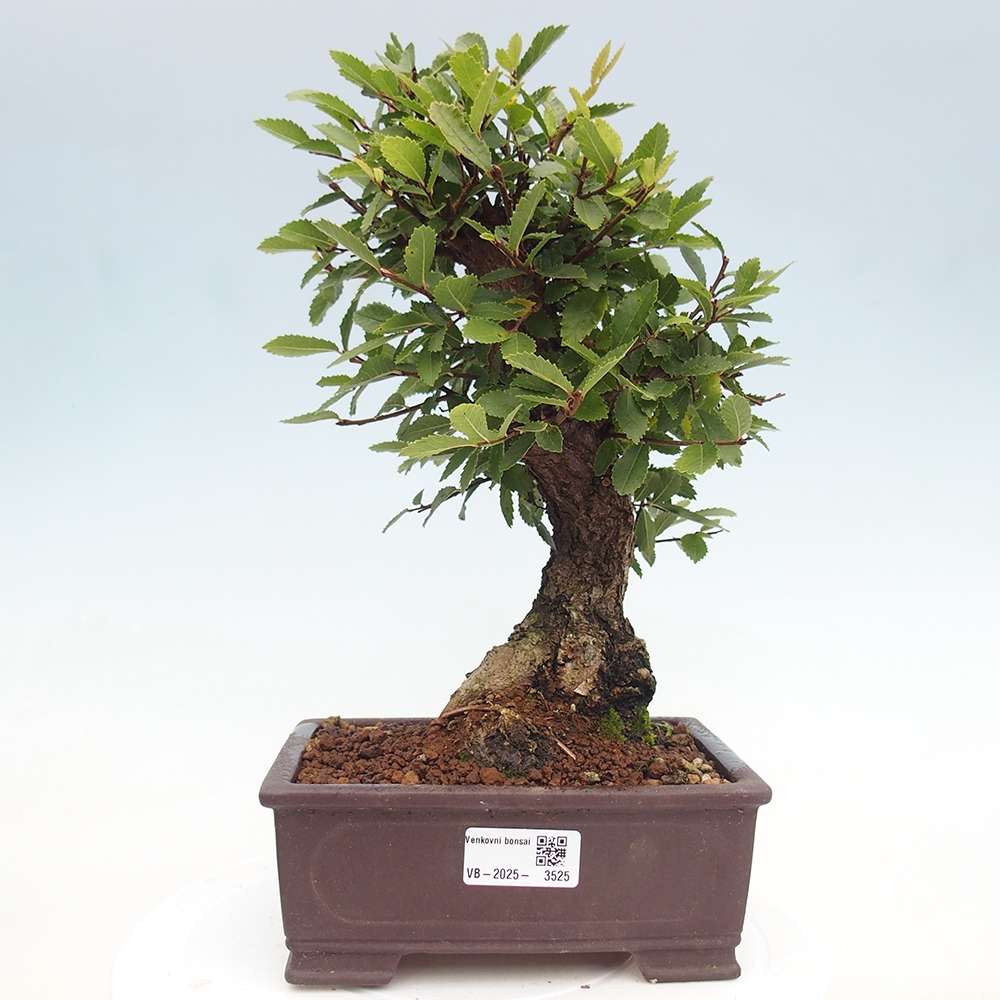 Bonsai de exterior - Zelkova - Zelkova NIRE