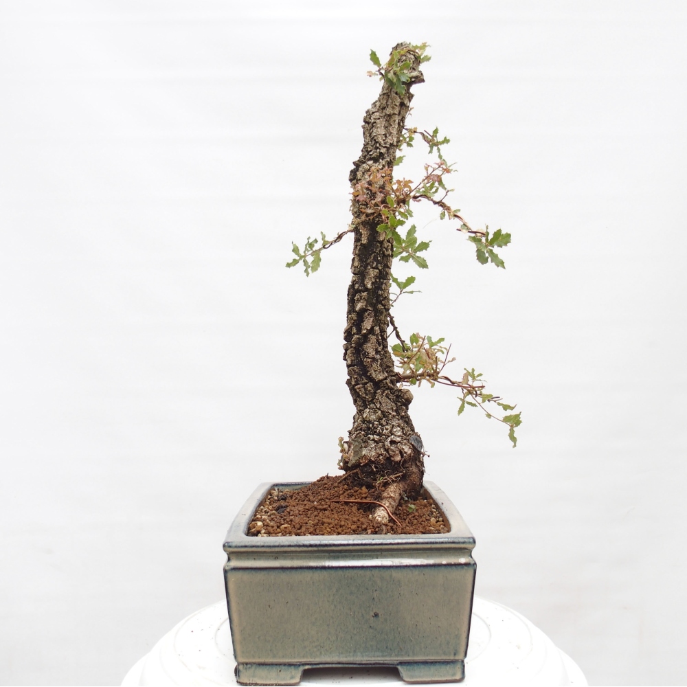Yamadori - Quercus Ilex - Acebo de encina