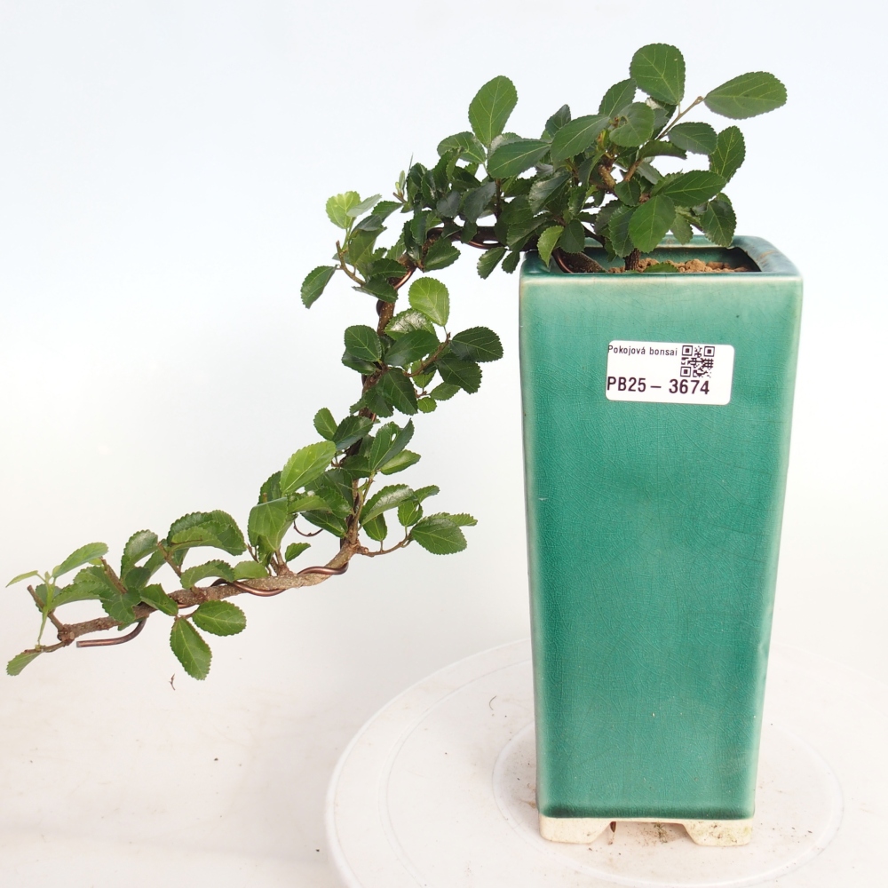 Bonsái de interior - Grewia occidentalis - Estrella de mar lavanda