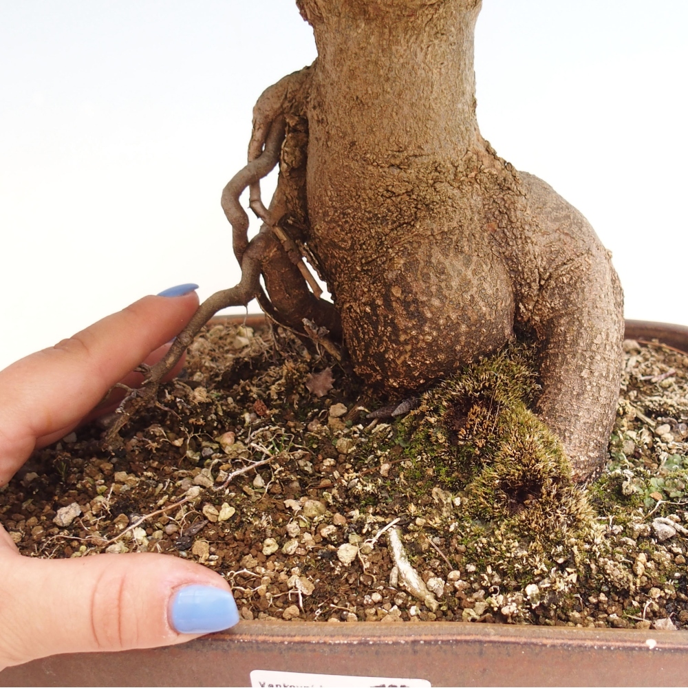 Bonsai de exterior - Acer Buergerianum - Arce hamburgués