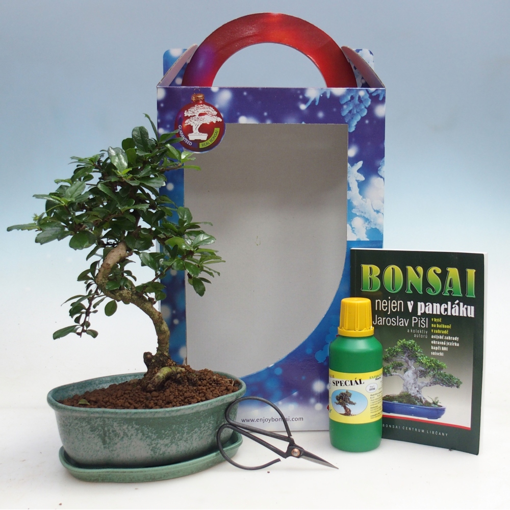 Bonsái de habitación en caja de regalo Carmona microphylla - Tea fuki