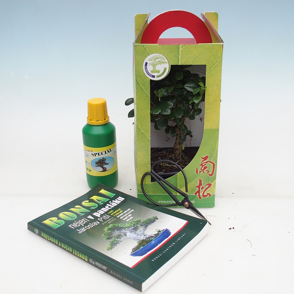 Bonsái de habitación en caja de regalo Carmona microphylla - Tea fuki