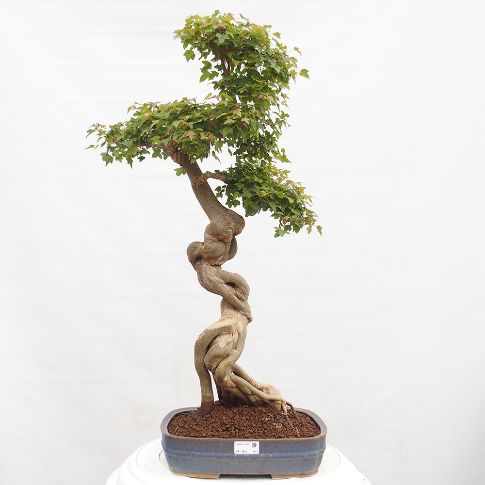 Bonsai de exterior - Acer Buergerianum - Arce hamburgués