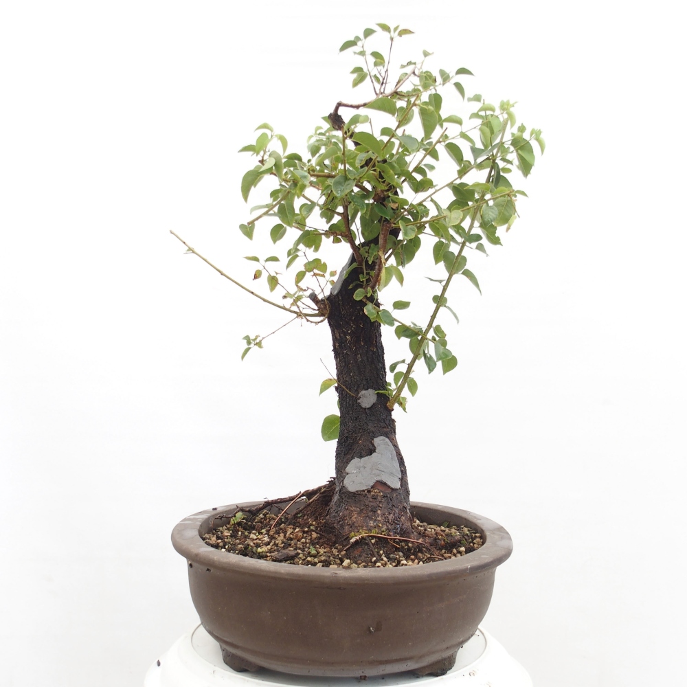 Bonsai de exterior - Mahalebka - Prunus mahaleb