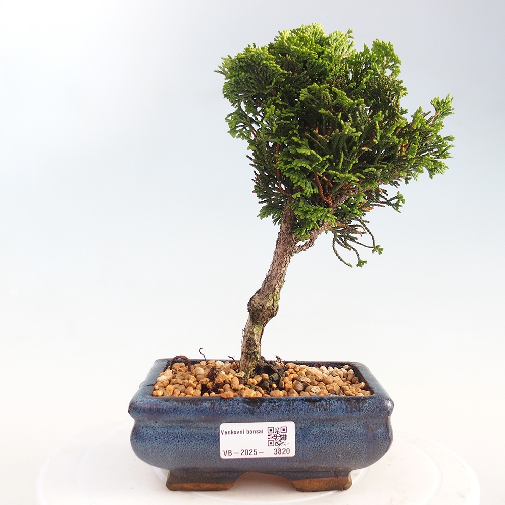 Bonsai de exterior - Cham.pis obtusa Nana Gracilis - Ciprés