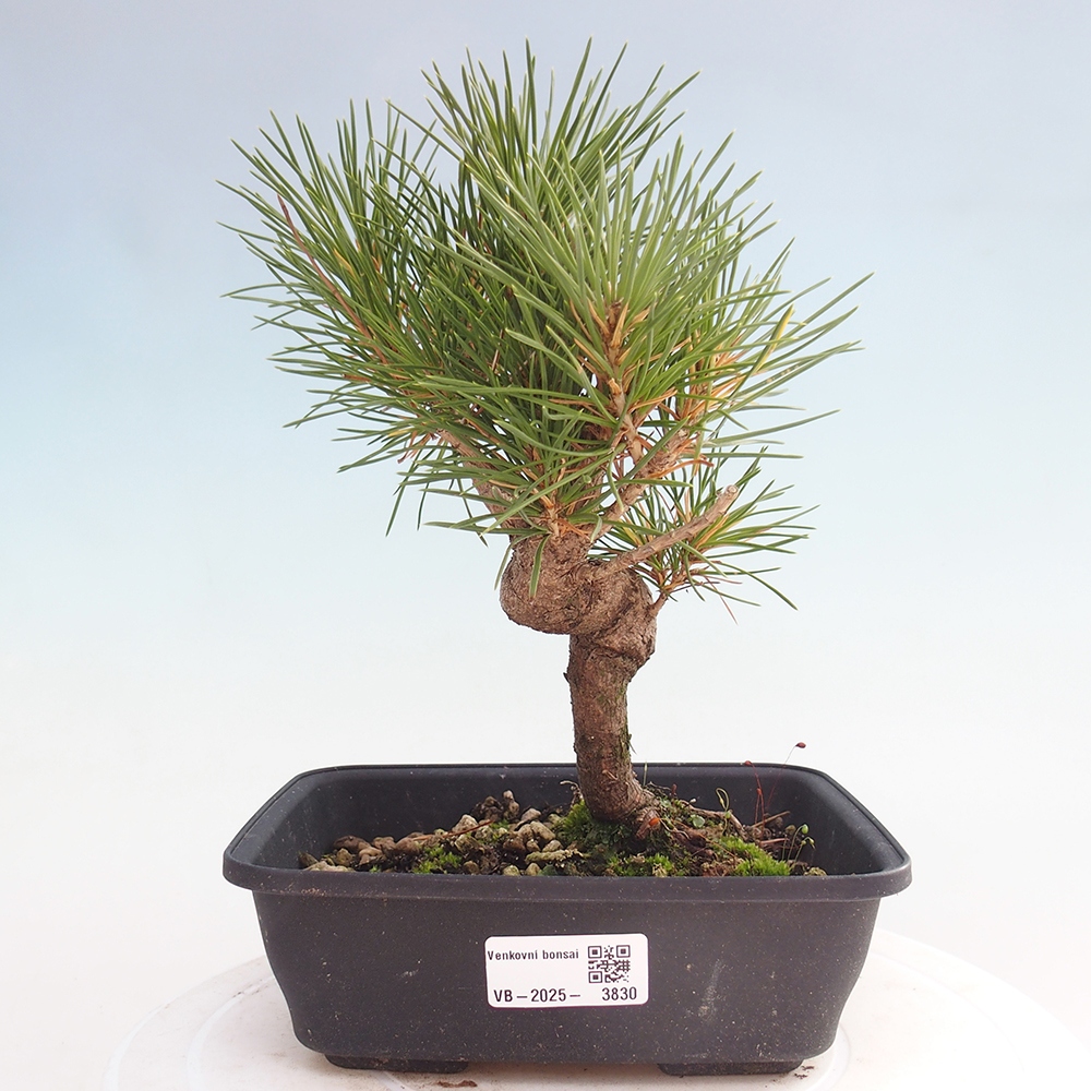 Bonsái de exterior - Pinus thunbergii - Pino Thunberg