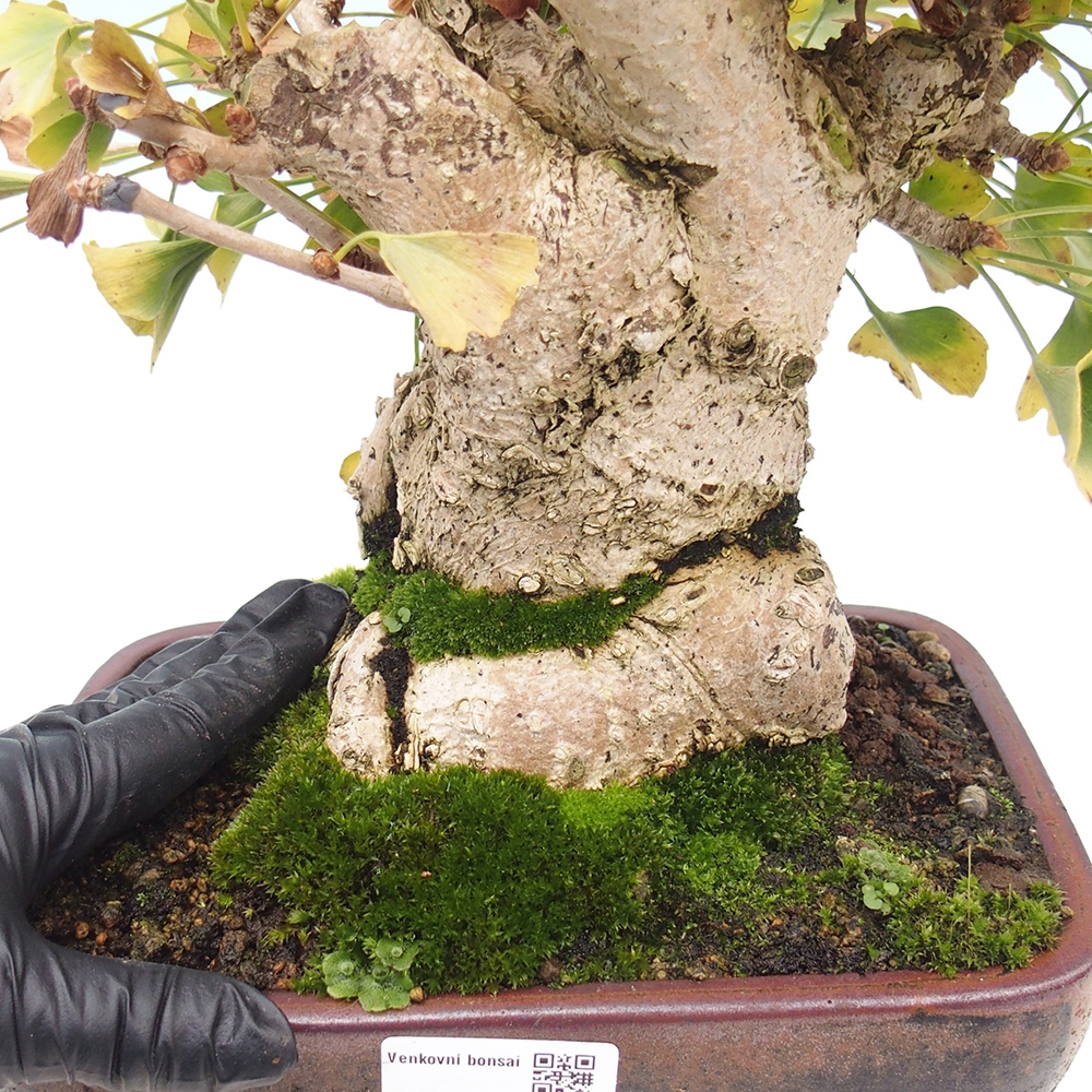 Bonsai de exterior - Ginkgo biloba - Ginkgo biloba