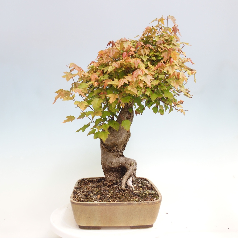 Bonsai de exterior - Acer Buergerianum - Arce hamburgués
