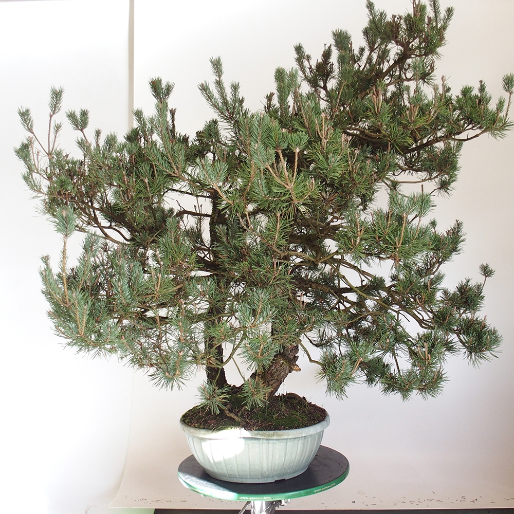 Yamadori - Pinus sylvestris España