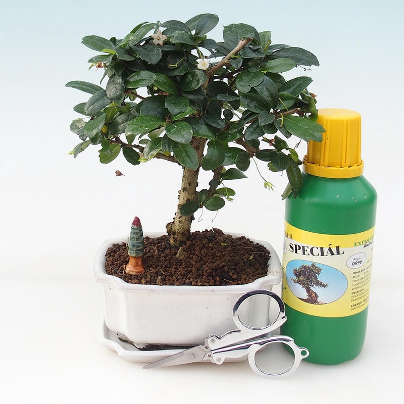Bonsai set de regalo - Tea- fuki - Carmona microphylla